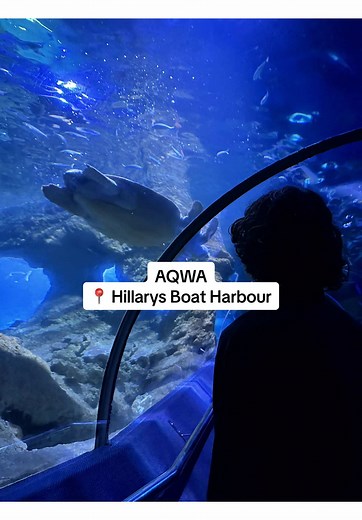 AQWA (the Aquarium of Western Australia) in Hillarys is a must-visit for anyone looking to explore the wonders of the ocean without getting wet! Located at Hillarys Boat Harbour, AQWA offers an immersive experience, showcasing over 400 species of marine life from Western Australia’s coastline. From the massive Oceanarium, where you’ll walk through a tunnel surrounded by sharks, rays, and schools of fish, to the interactive touch pools where you can get hands-on with sea stars and other marine cr