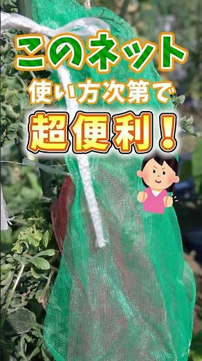 Super Useful Ways to Use Onion Nets for Growing Watermelons and Tomatoes in Your Garden! [Pro Far...