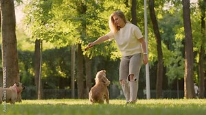 English Cocker Spaniel Dog Jumps for Toy Held by His Female Owner, Slow motion. Young Woman Playing with Her Pet Dog on Park Lawn