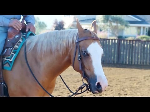 All about Snaffle Bits - by Bob Avila