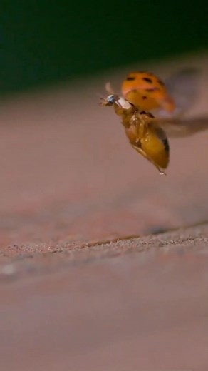 HIDDEN® on Instagram: "Ladybug taking off "