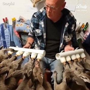 607K views · 10K reactions | It’s so beautiful to see human can live with the animals in peace ❤️ Credit: storyful, ViralHog | Daily Viral Stories | Facebook