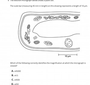 The scale bar (measuring 45 mm in length) on this drawing repre... | Filo
