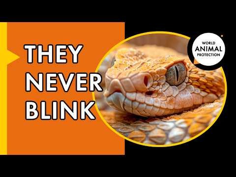 Snake Facts: 5 Truths That Will Shock You