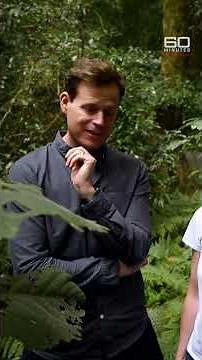 Australian tree that attacks with venom | 60 Minutes Australia