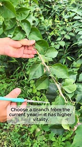 1.7K views | Tree propagation method from cuttings #treesofinstagram #treestreestrees #treestagram #gardeningtips | Addicted Gardening | Facebook