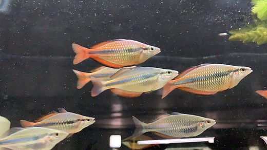 Goyder River Rainbowfish (Melanotaenia trifasciata) - shop Imperial Tropicals