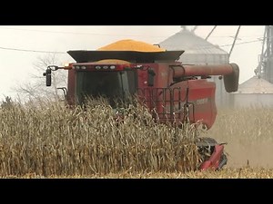 Corn Harvest 2020 | Case IH 7010 Axial Flow Combine Harvesting Corn | Ontario, Canada