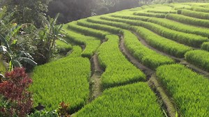 A drone flying over rice plantations in Bali