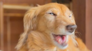 My Dachshund Is Coughing And Gagging – How Bad Is It?