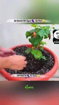 कूड़े से उगा अंगूर 😱 | 238 दिनों का चौंकाने वाला सफर 🍇🔥 | RootRise #shorts