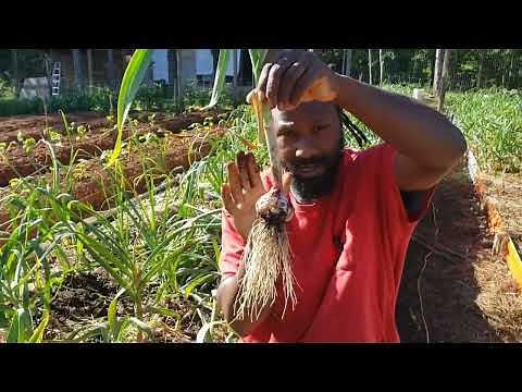 Garlic Harvest: 4 Tips to Tell When Your Garlic is Ready