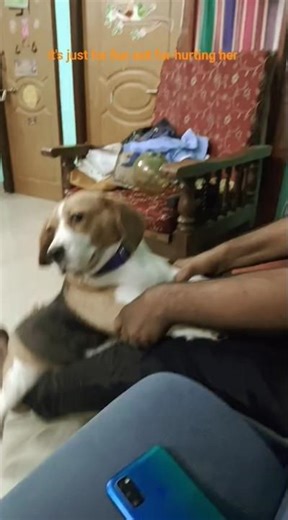 Appa ponnu❤️❤️ #love #pets #beagle #song #chasing_curiosity