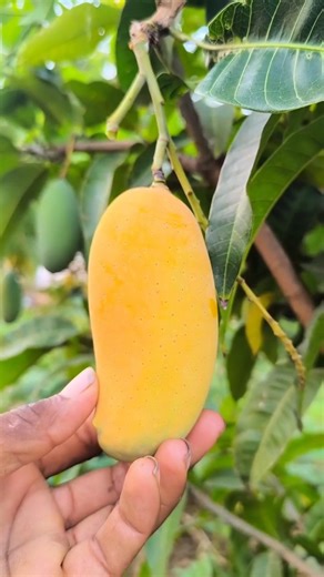 Fresh Raw Mango From Tree 🥭 #shorts #trending #fruit #food #mango #viral #shortvideo