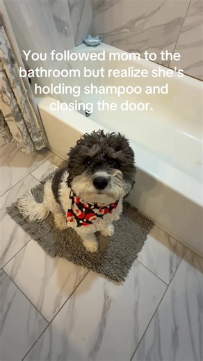 Cavapoo's Adorable Bath Time Routine