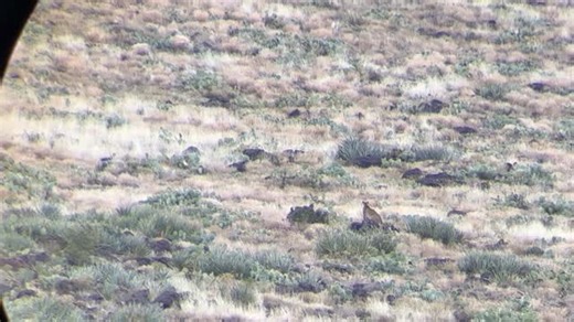 Huntingaz on Instagram: "The ultimate desert predator #arizona #hunting #buck #huntingseason #deer #blowthisup #instamood #stud #like #archery #rifle #lion #az #rain #winter #once #lucky #bigcat #mtlion"