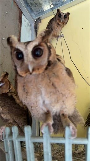 A blink of an eye #owl #shorts