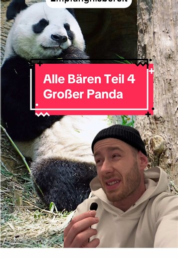 Große Pandas sind sehr besondere Tiere die in einer misslichen Lage sind. Mit oder ohne uns als Tierpfleger. Manche Dinge im Video sind etwas vereinfacht erklärt. Der Verdauungstrakt dieses lustigen Bären ist mehr als einfach zu kurz im Vergleich. Sie waren vor einigen Millionen Jahren mal mehr wie Braunbären #pandas #pandabär #lustigetiervideos #tiereauftiktok #bären