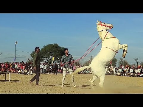 White ghoda ka shandaar dance, dekhne wale reh gaye hairan ghoda wala kya kar raha hai