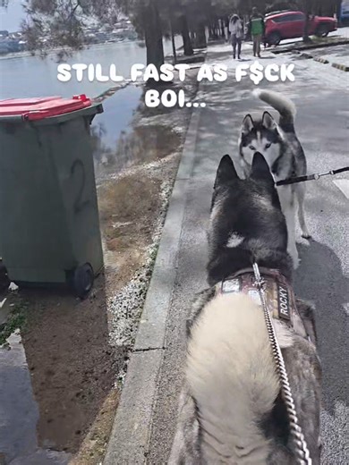 Join My Daily Adventures with My Funny Husky