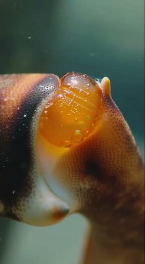 How Crabs Heal the Wound After Losing a leg