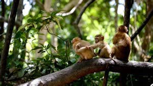 Introducing the Hidden Booze Drinking of the Animal Kingdom