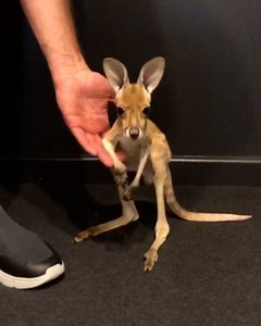 3.8M views · 94K reactions | This brave joey couldn't wait to return to his pouch after taking his first steps! 輦凉 | Furry Tails | Facebook