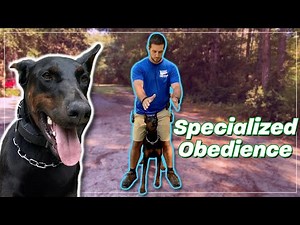 The Quick Trick to Teach Your Dog to Go Between Your Legs!