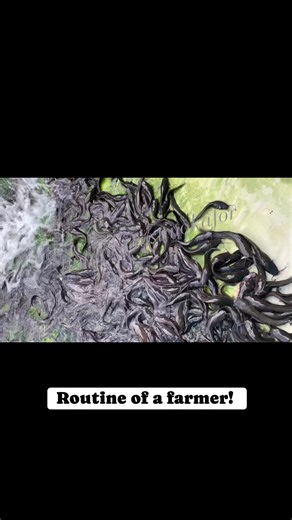 Life of a farmer! Disclaimer, please Facebook I don’t have the right to the music! #everyoneシ゚ #fypシ゚viralシ #everyonehighlights #fblifestyle #everyone | Florence Austin Okafor