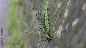Wild fern growing from a crack in a old stone wall, Fight for existence, Surviving on the bare minimum. Nature and resistance even in a harsh climate