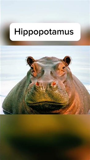 How do animals sleep?