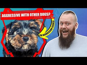How To Train Aggressive YORKSHIRE TERRIER