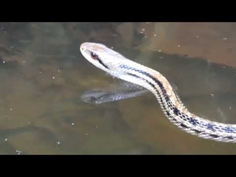 Japanese Striped Snake Flicking Its Tongue in a Pond 240fps