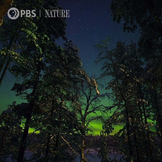 31K views · 2.2K reactions | Sound on! Take in the beauty of Lapland, Finland. #NaturePBS #Nature #Finland #Soothing #Wildlife | Nature | PBS | Facebook