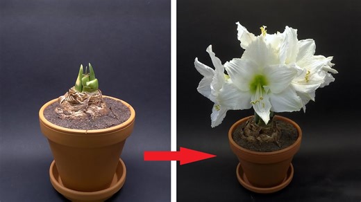 26 days to bloom: Mesmerizing amaryllis time-lapse