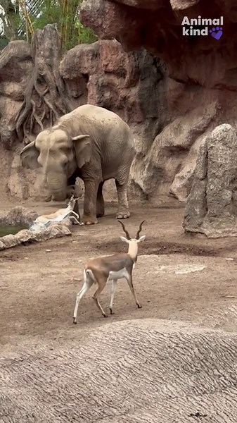Watch quick-thinking elephant rescue drowning gazelle with its trunk