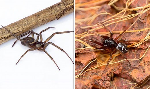 False widow spider catches and kills honey bee