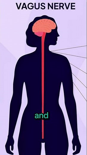 The Vagus Nerve Explained: Why Stress Impacts Your Entire Body