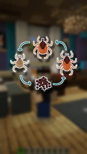 Day 63 of Redstone Basics - Tick Phases