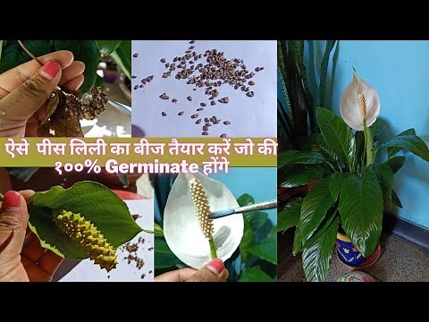 How to Collect and Prepare Peace Lily's Seeds For fully Germination