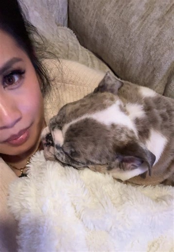 Unlimited Cuddles with the Cutest Bulldog Ever