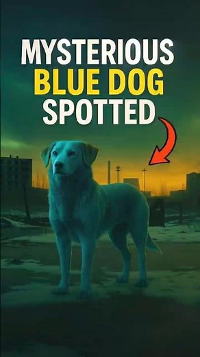 Mysterious Blue Dog Spotted in Chernobyl