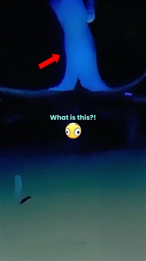 No one knows about this strange sea creature!