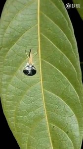 136K views · 2.6K reactions | Watch and listen! A tree cricket is caught on camera singing from a hole in a leaf. The insect often sings from the underside of a curled leaf, or from the edge and hole in a leaf in order to reduce acoustic interference, and thereby increase the intensity of their songs. | People's Daily, China | Facebook