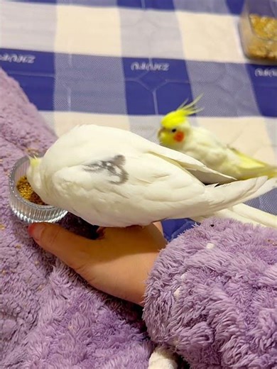 真的不看看我嘛 那我走？A Symphony vs. A Booty Bump: The Unlikely Duet #birds #parrot #pets #治愈系 #shorts #cute