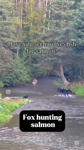 Fox hunting #shortsfeed #fyyppppp #fyee #fyourpage #duet #1min