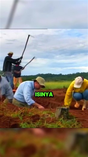 Inilah Sarang Semut Terbesar di Dunia! 🤯
