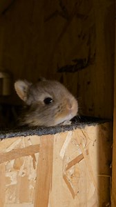 Amszterdam havanna vidra lánya 💕🐰🥰 | Ingyom-bingyom törpenyúl tenyészet