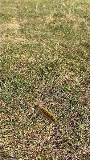 Boogie Beebies Song - performed by Bears In The Park Music #caterpillar #cbeebiessong