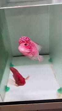 Contact Z.L 032.880.988 Mr. Hoang quickly!